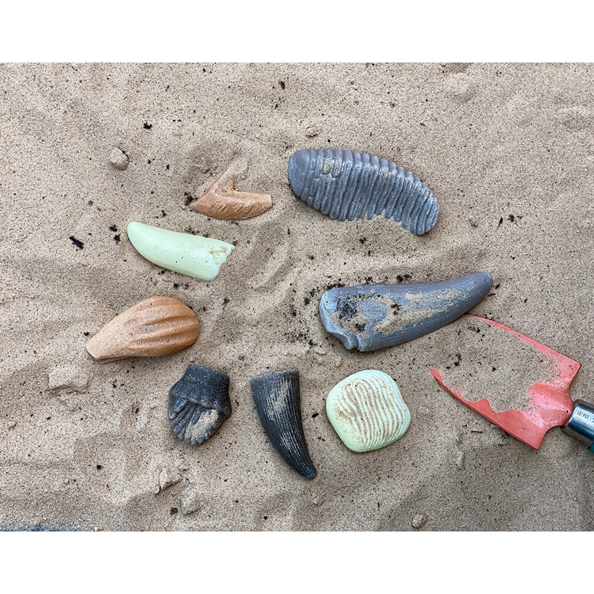Yellow Door® Let’s Investigate Prehistoric Teeth | 8 Durable Fossil Tooth Replicas for Sensory Play, STEM Learning & Paleontology Exploration