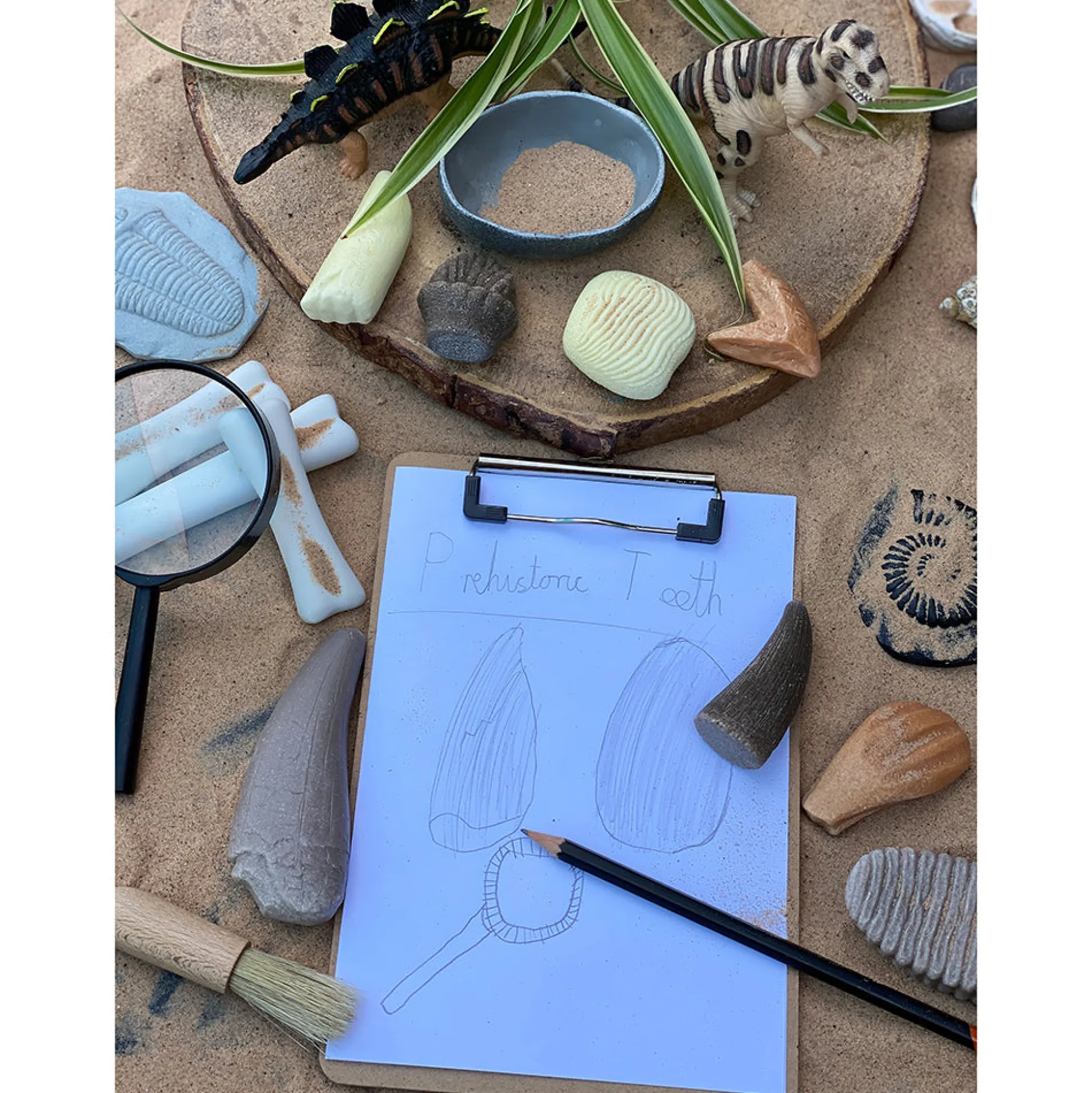 Yellow Door® Let’s Investigate Prehistoric Teeth | 8 Durable Fossil Tooth Replicas for Sensory Play, STEM Learning & Paleontology Exploration