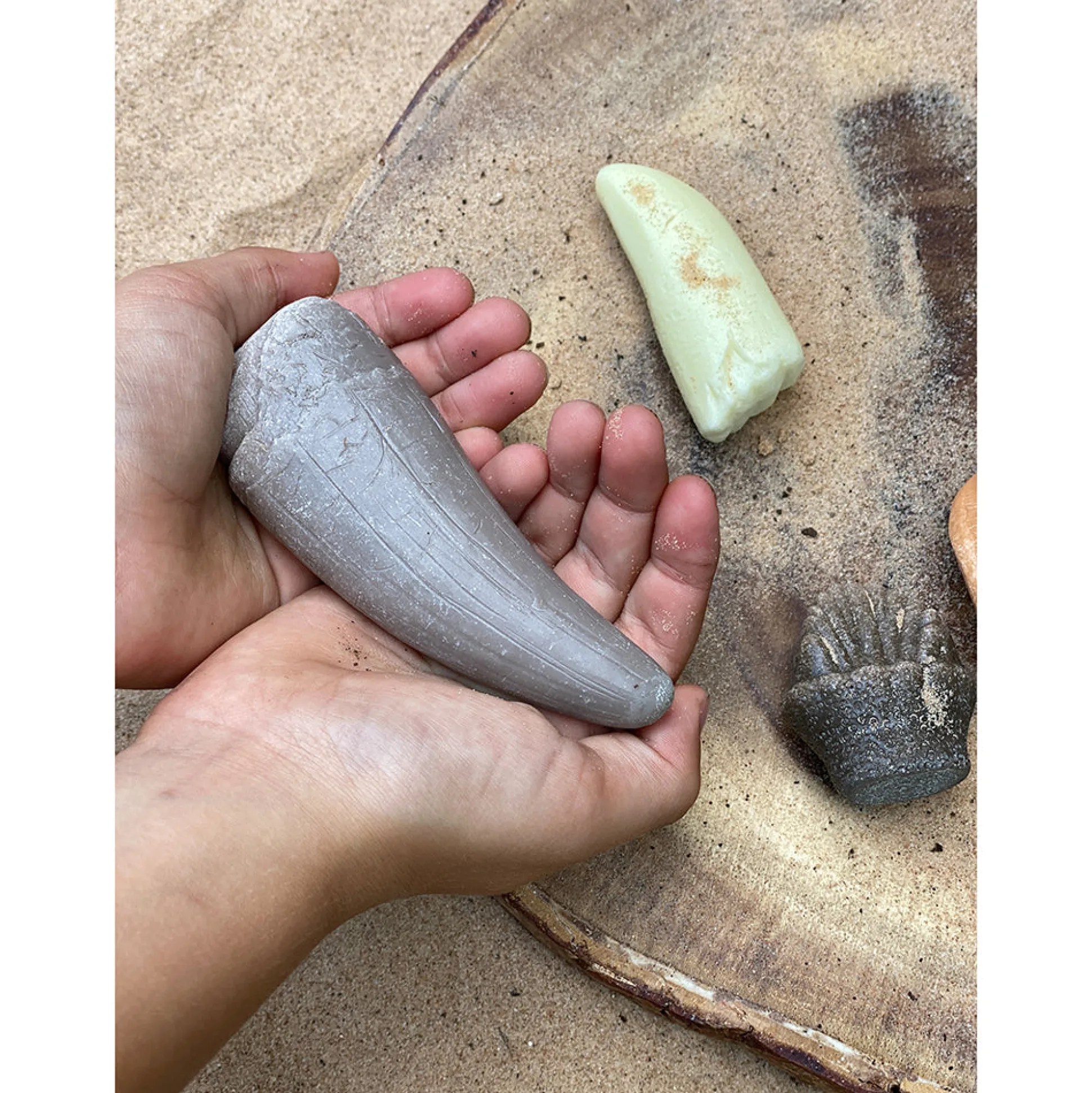 Yellow Door® Let’s Investigate Prehistoric Teeth | 8 Durable Fossil Tooth Replicas for Sensory Play, STEM Learning & Paleontology Exploration