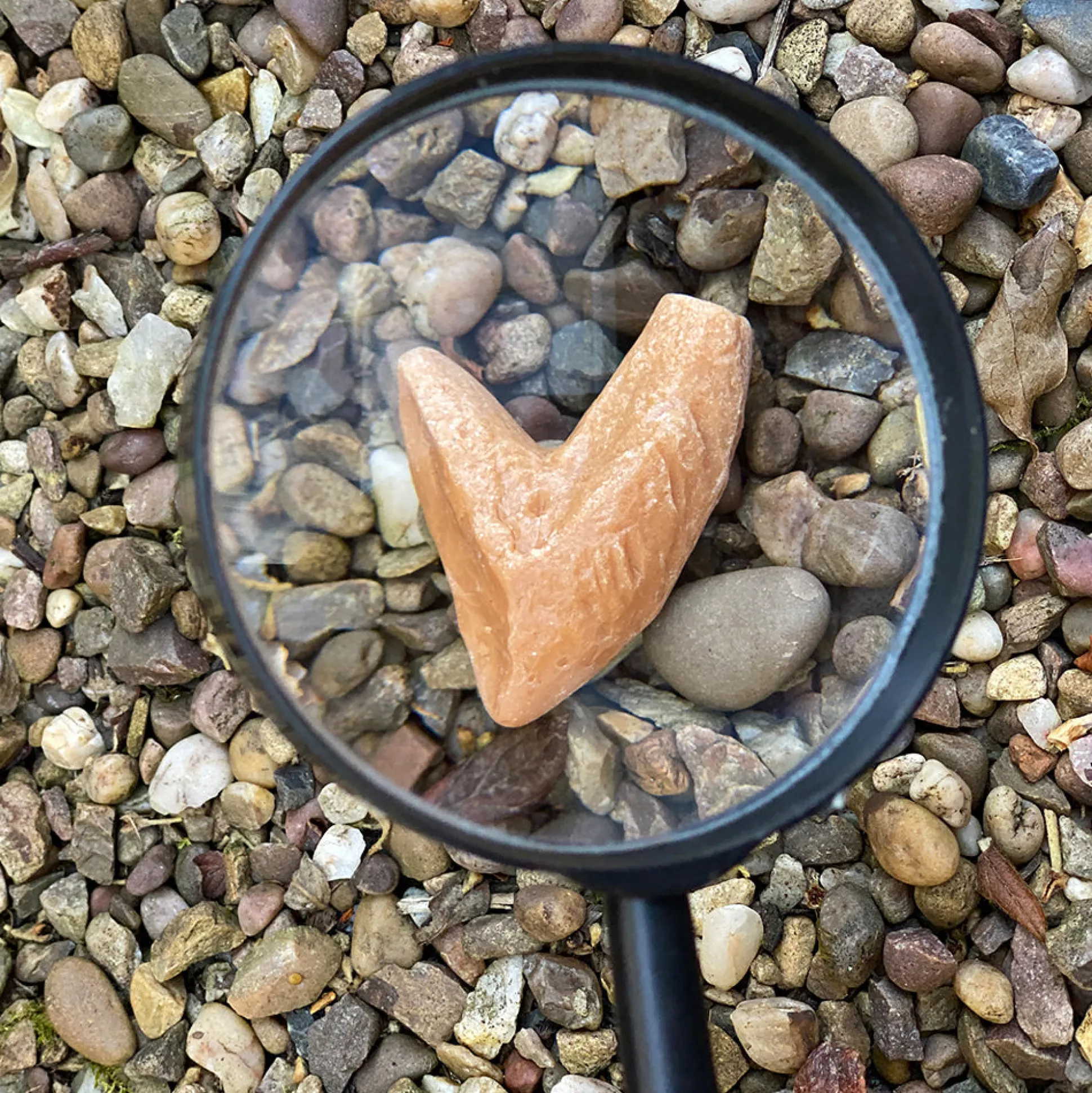 Yellow Door® Let’s Investigate Prehistoric Teeth | 8 Durable Fossil Tooth Replicas for Sensory Play, STEM Learning & Paleontology Exploration