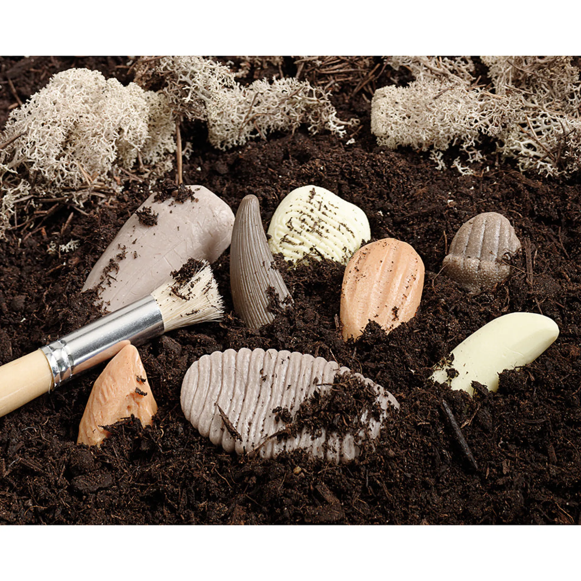 Yellow Door® Let’s Investigate Prehistoric Teeth | 8 Durable Fossil Tooth Replicas for Sensory Play, STEM Learning & Paleontology Exploration