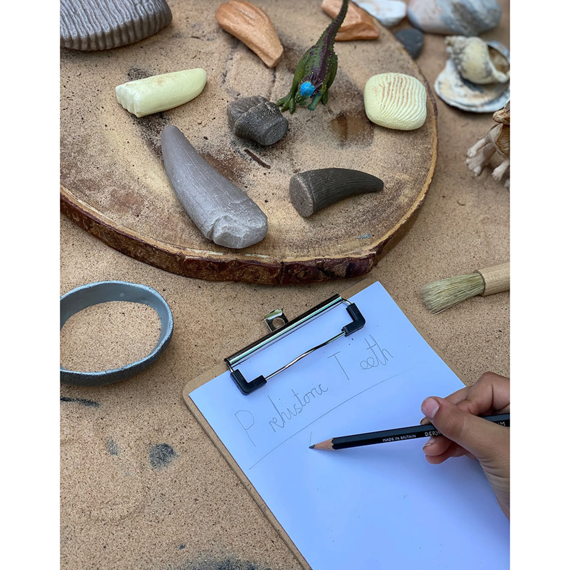 Yellow Door® Let’s Investigate Prehistoric Teeth | 8 Durable Fossil Tooth Replicas for Sensory Play, STEM Learning & Paleontology Exploration